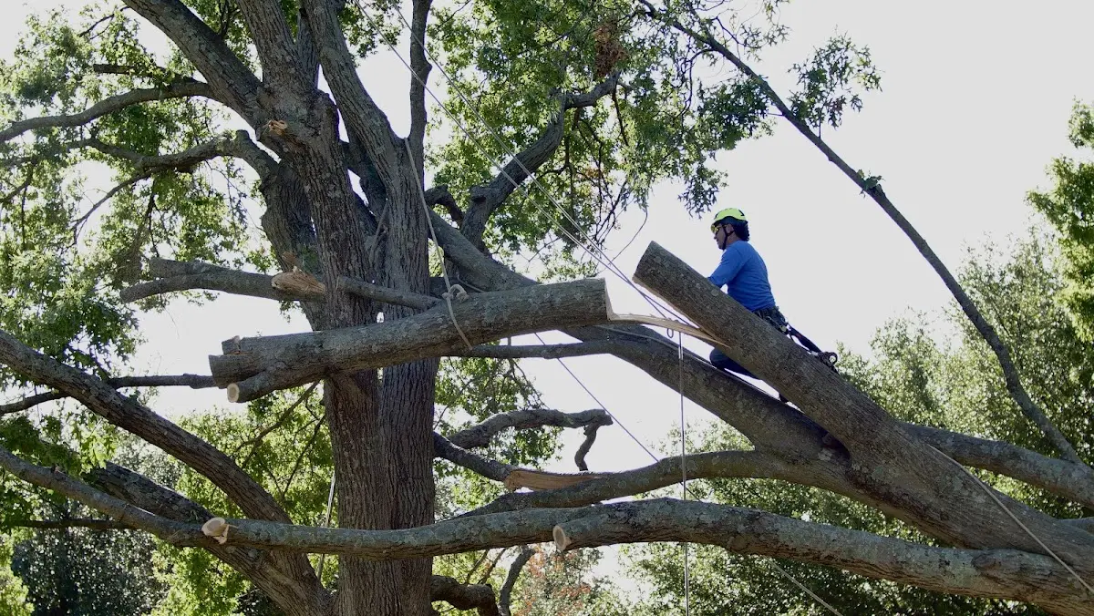 Professional Crown Thinning performed by certified arborists in Toast