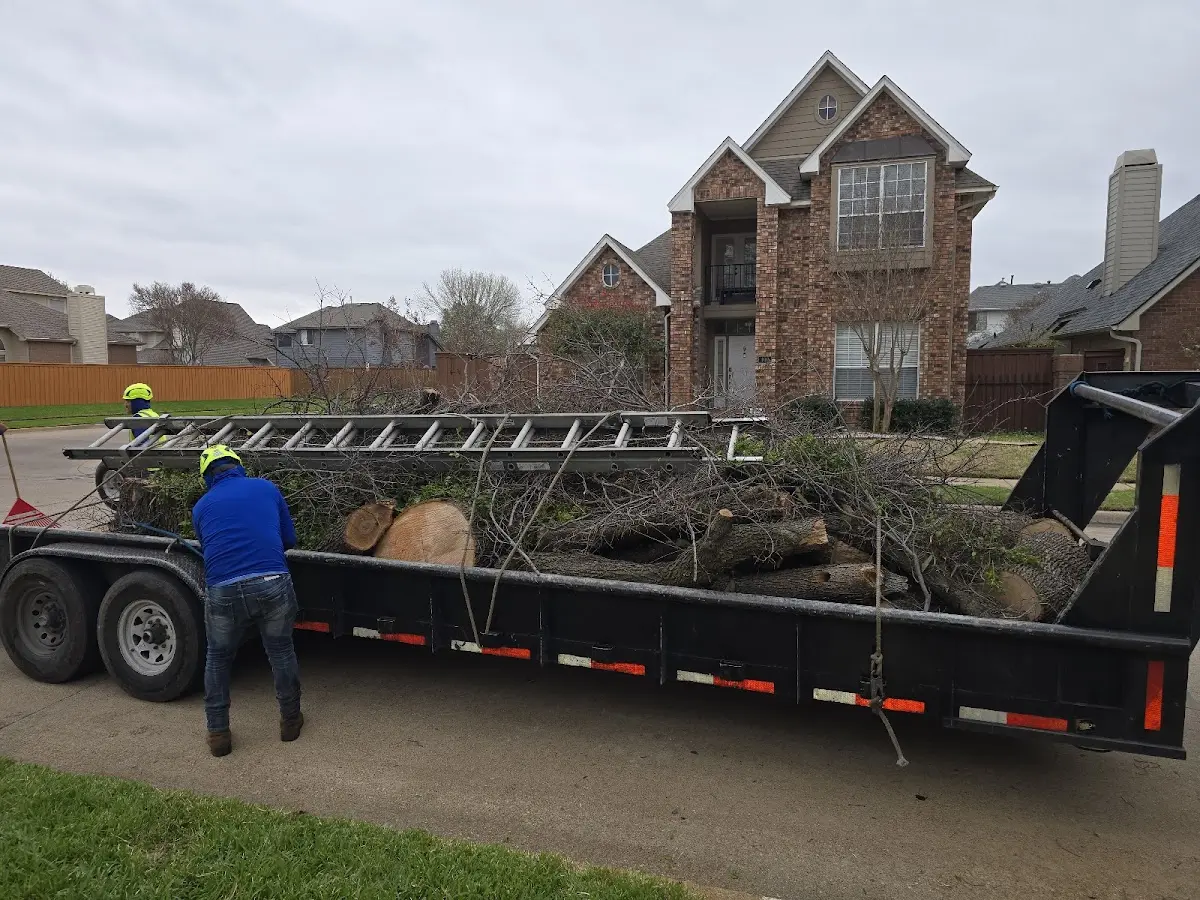 Expert Tree Pest Control with proper safety equipment in Toast